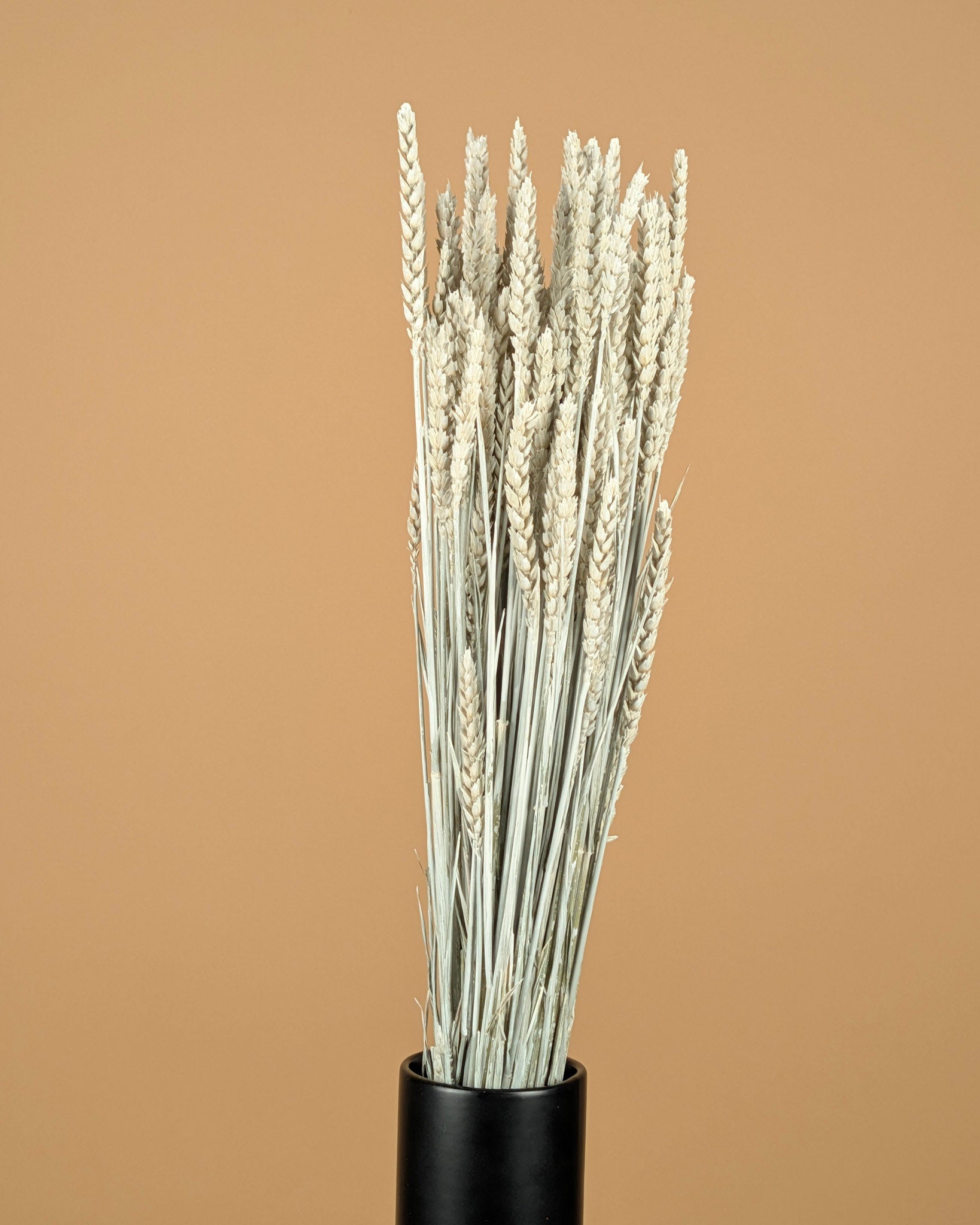 Gedroogde tarwe – wit geverfd