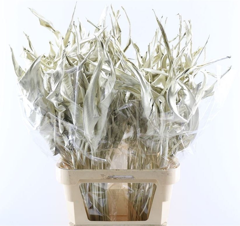 Strelitzia leaf dried platinum painted