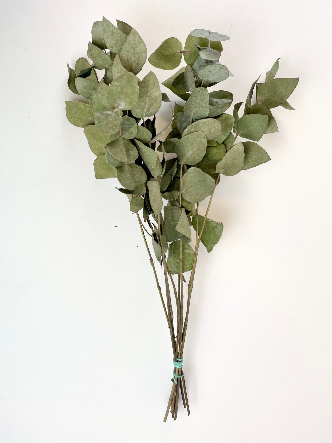 Eucalyptus cinerea dried