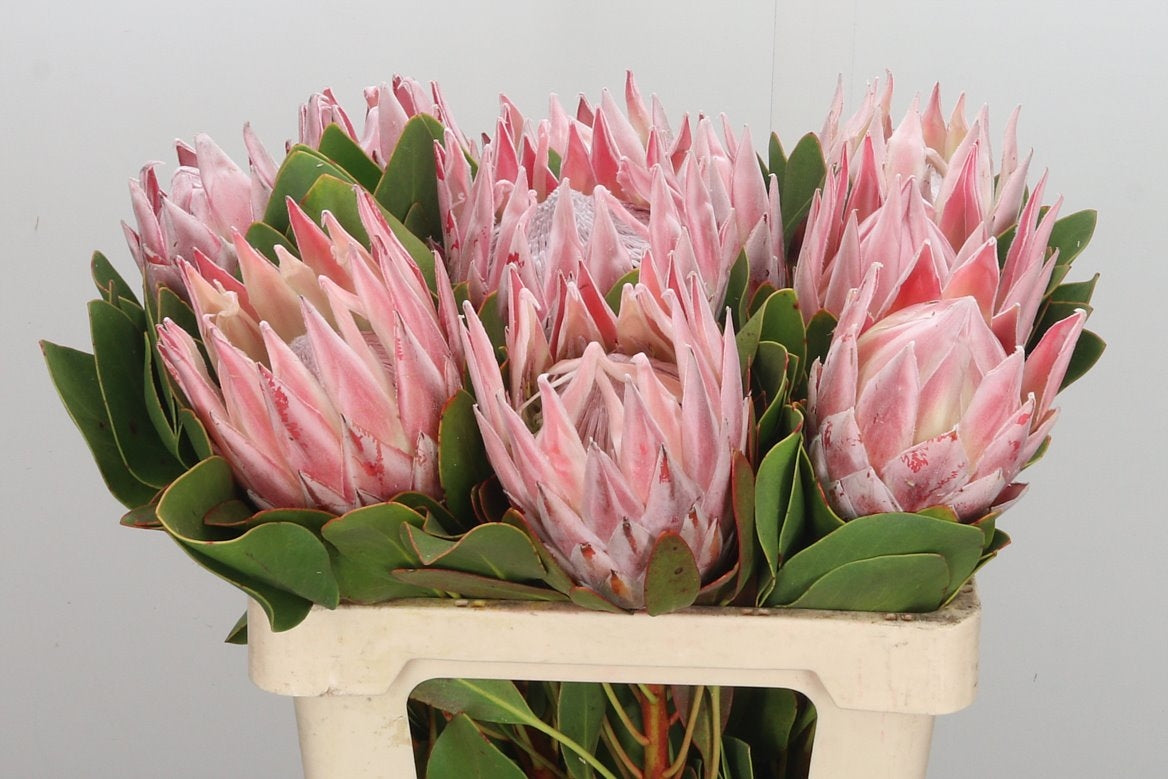 Protea Cynaroides avec de l'acier 50 cm