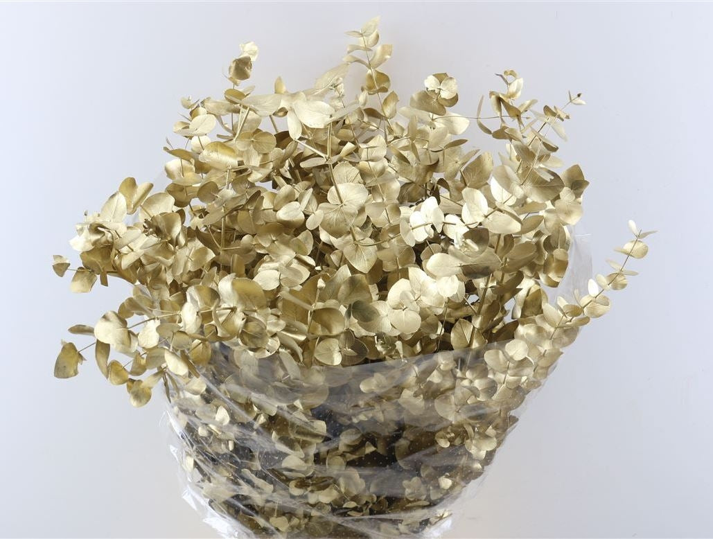 Eucalyptus cinerea gold painted per forest