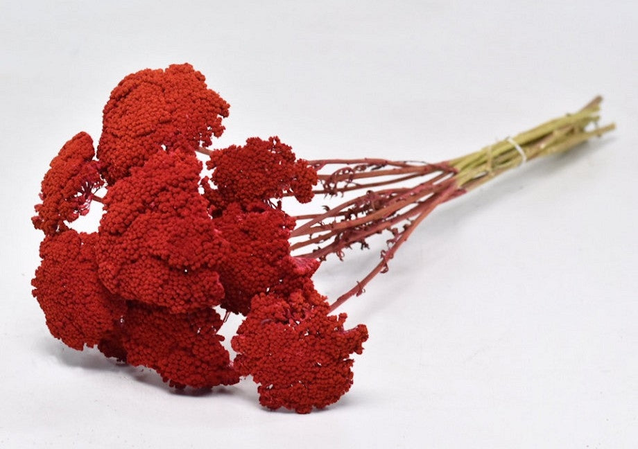 Getrocknete Achillea Parker Rot