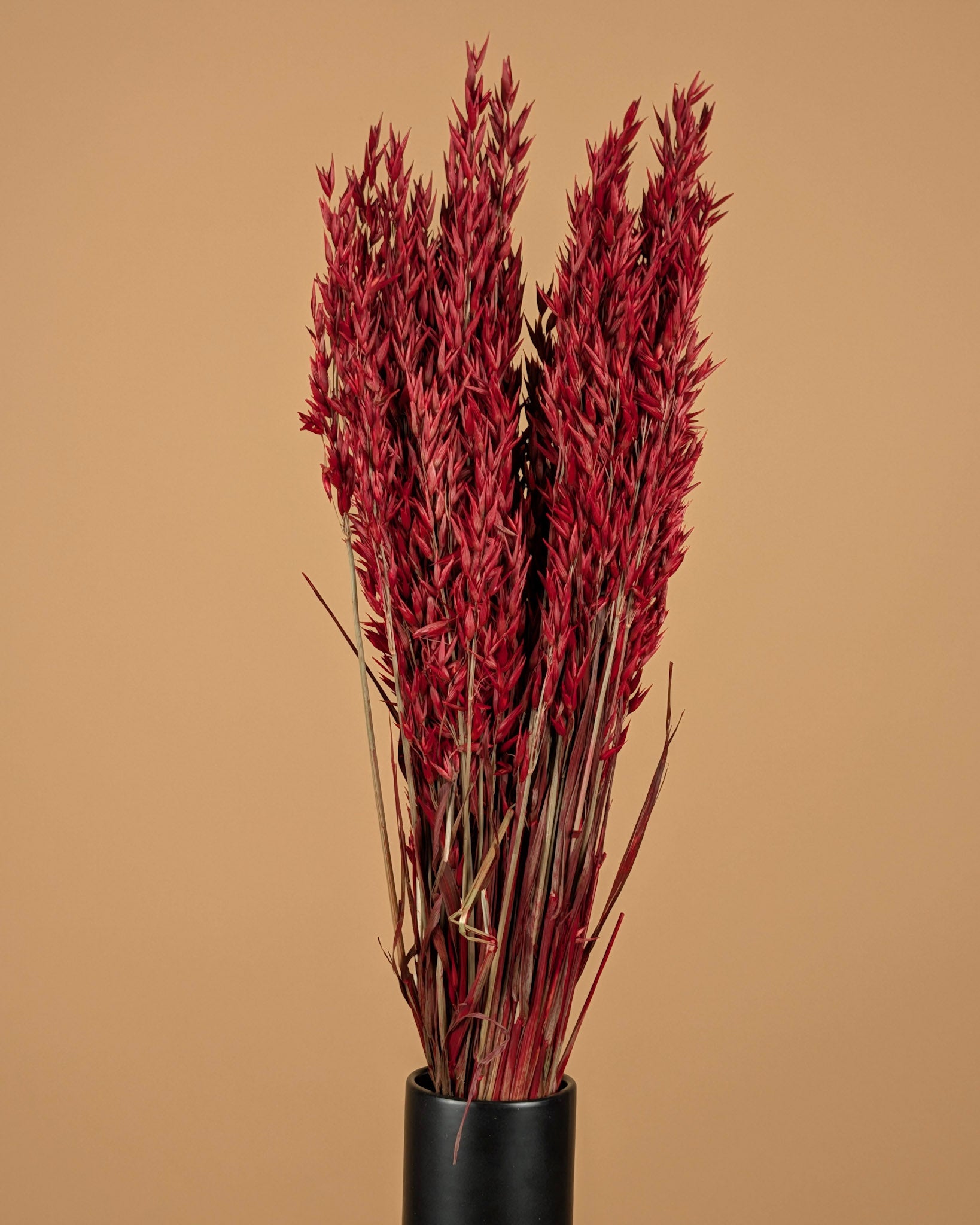 Getrocknete Hafer Avena Rot