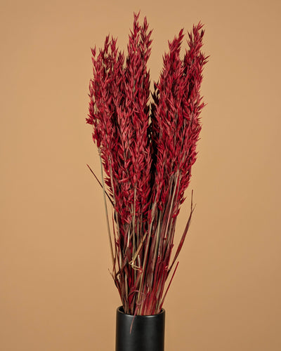 Getrocknete Hafer Avena Rot