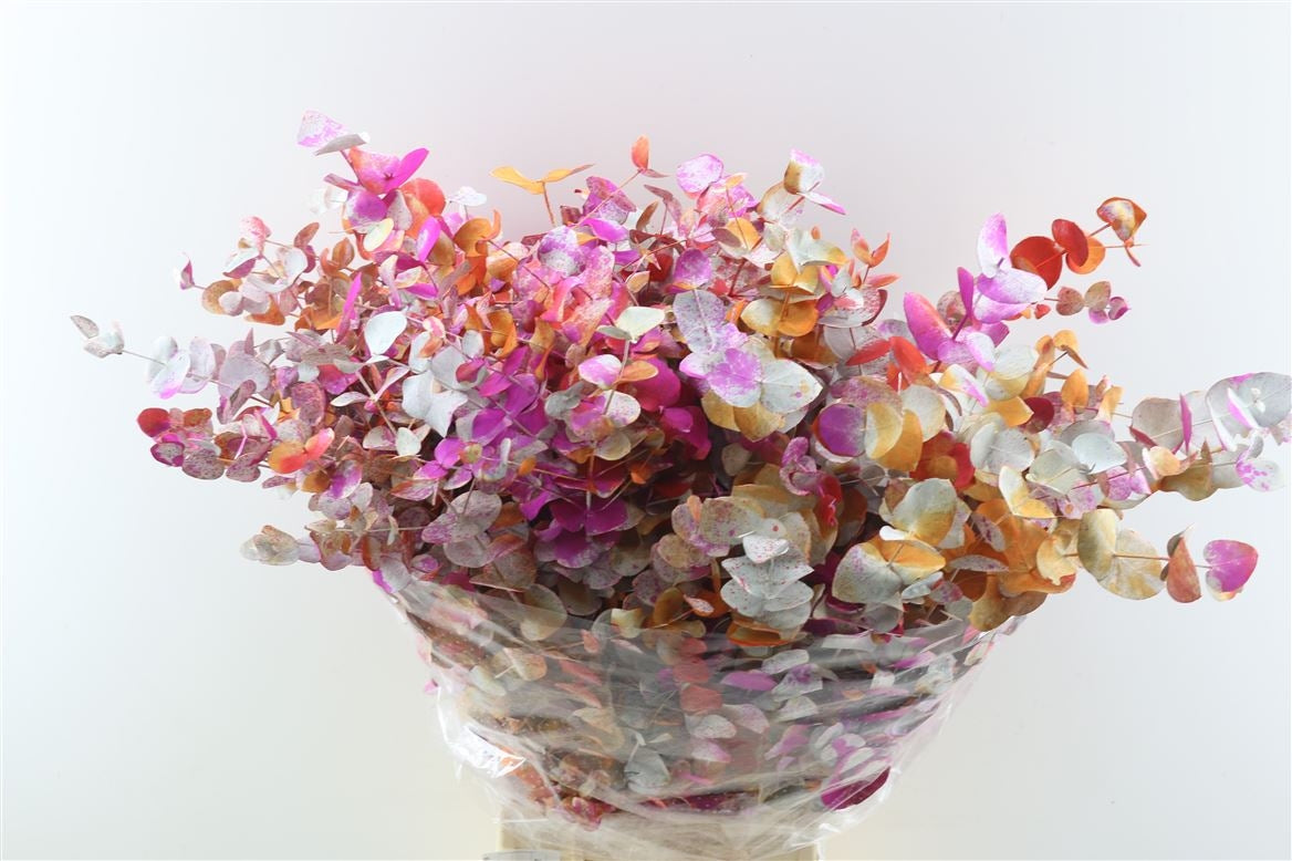 Eucalyptus cinerea monet orange per forest