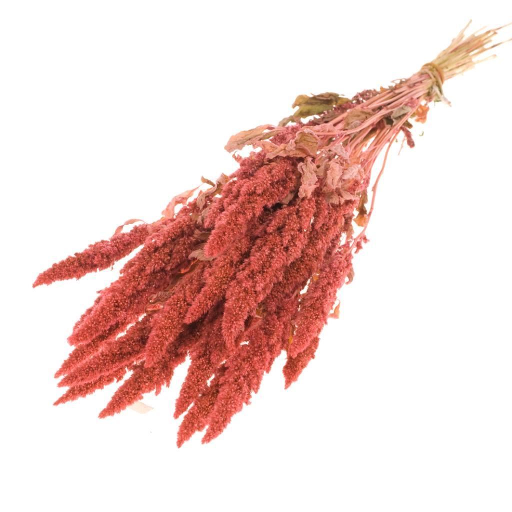 Getrocknetes Amaranthus Pink