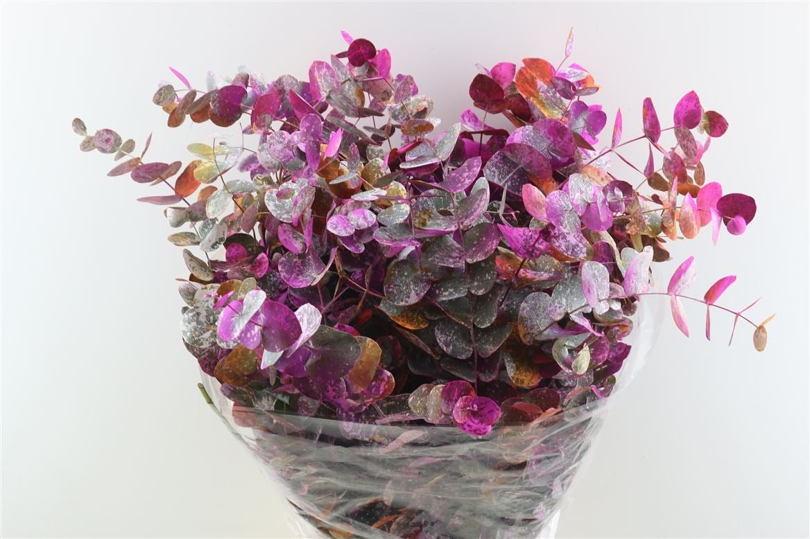 Eucalyptus cinerea picasso orange per forest