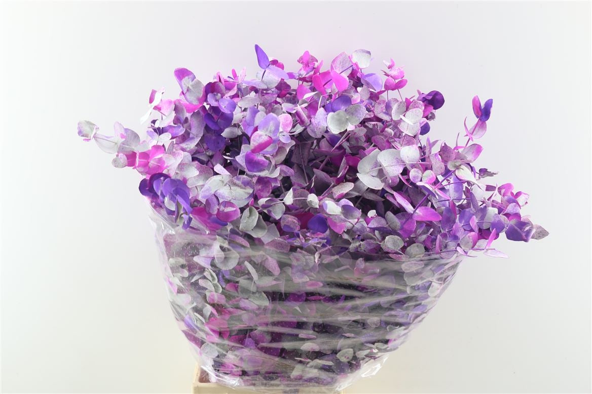 Eucalyptus Cinerea Monet Lila per forest