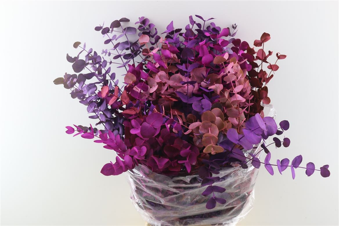 Eucalyptus cinerea pink mix per forest