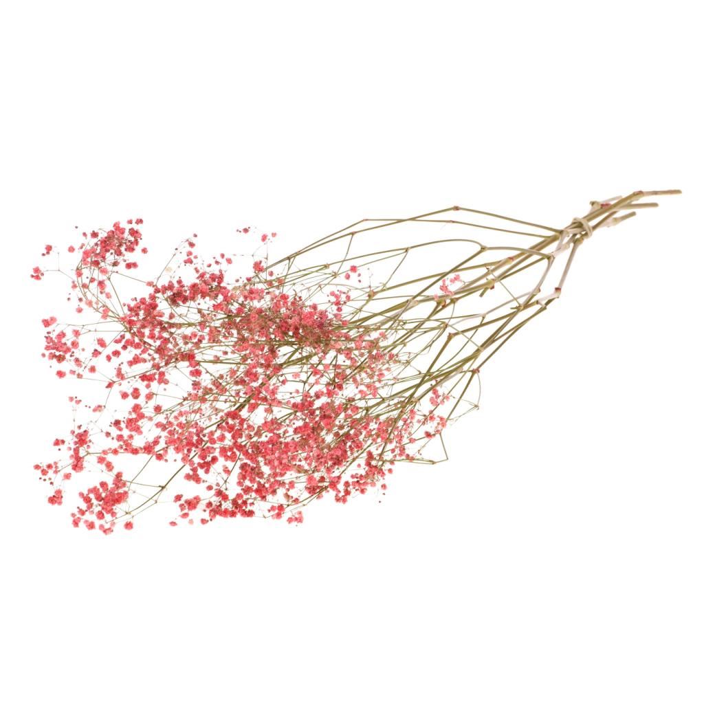 Gips Crain (gypsophilia) cerise rouge peint séché