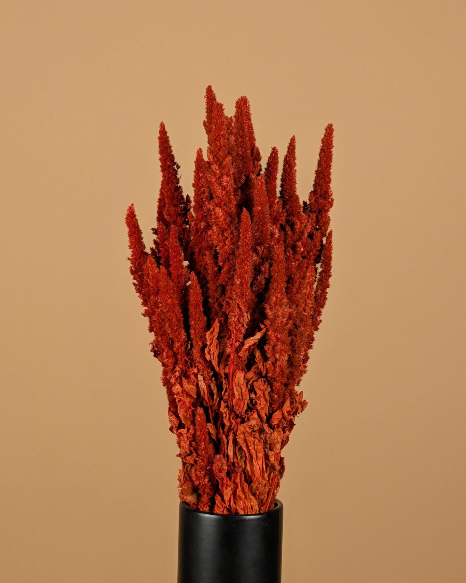 Getrockneter Amaranthus Orange