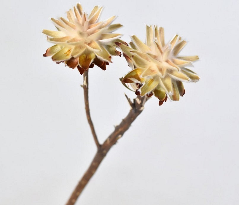 Plumosum sur l'acier