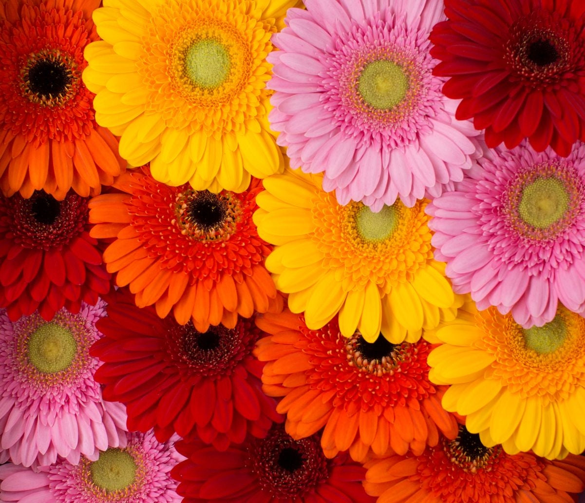 Gerbera -Farbmischungen