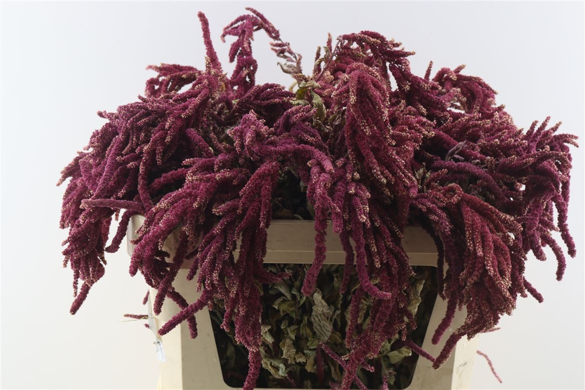 Séché amaranthus caudatus rouge