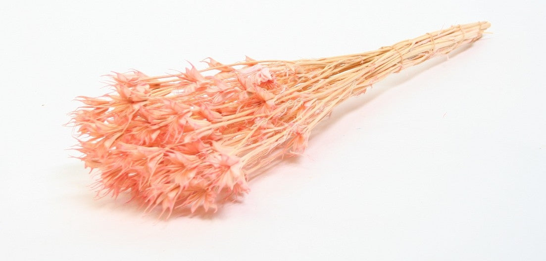 Dried Nigella Orientalis Bleaked Light Pink