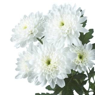 5 Chrysanthemums Decorative