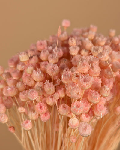 Getrocknete Cardoon Distel Oranje gemalt