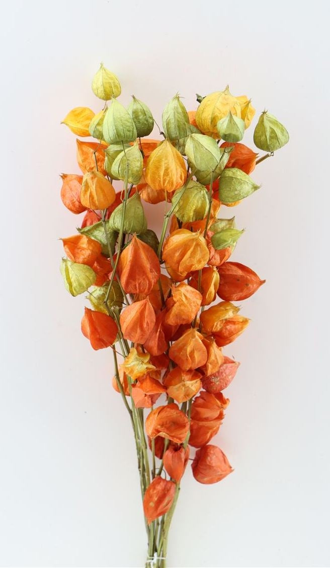 Physalis Lampion branches dried