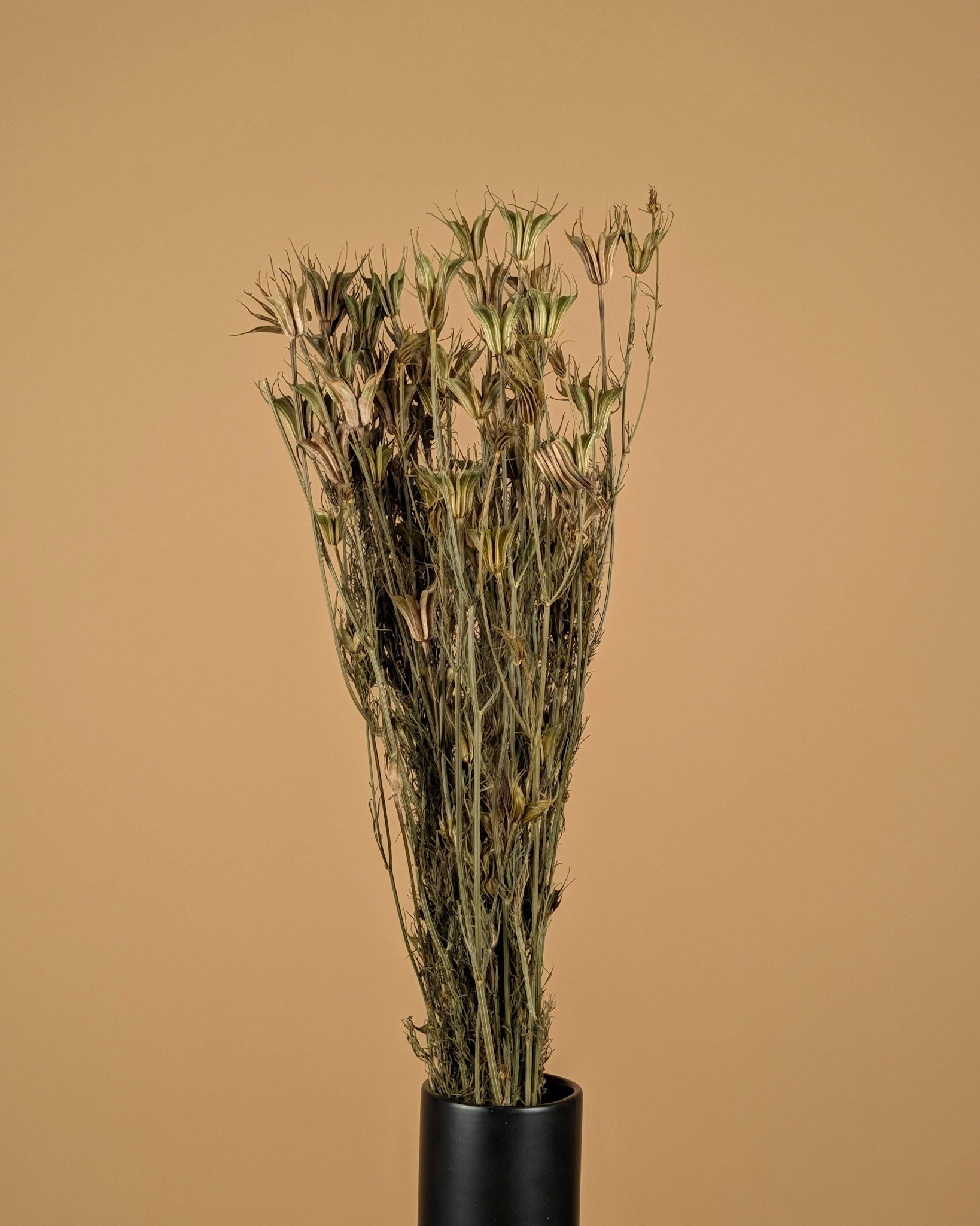 Dried Nigella Orientalis