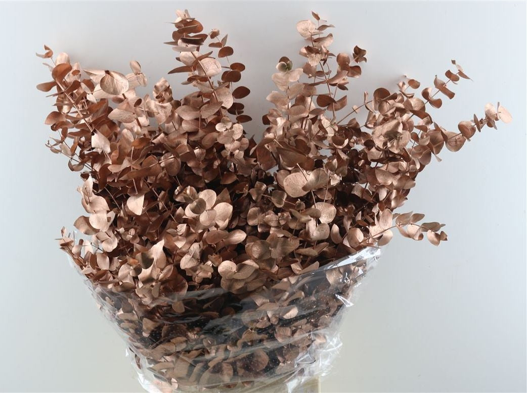 Eucalyptus cinerea copper painted per forest