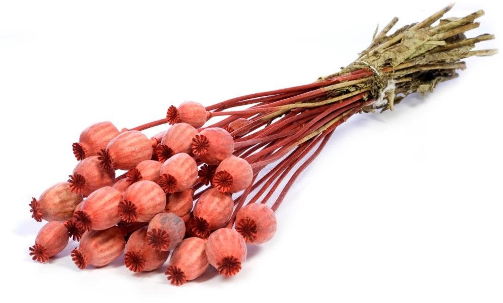 Papaver Burnt Orange dried