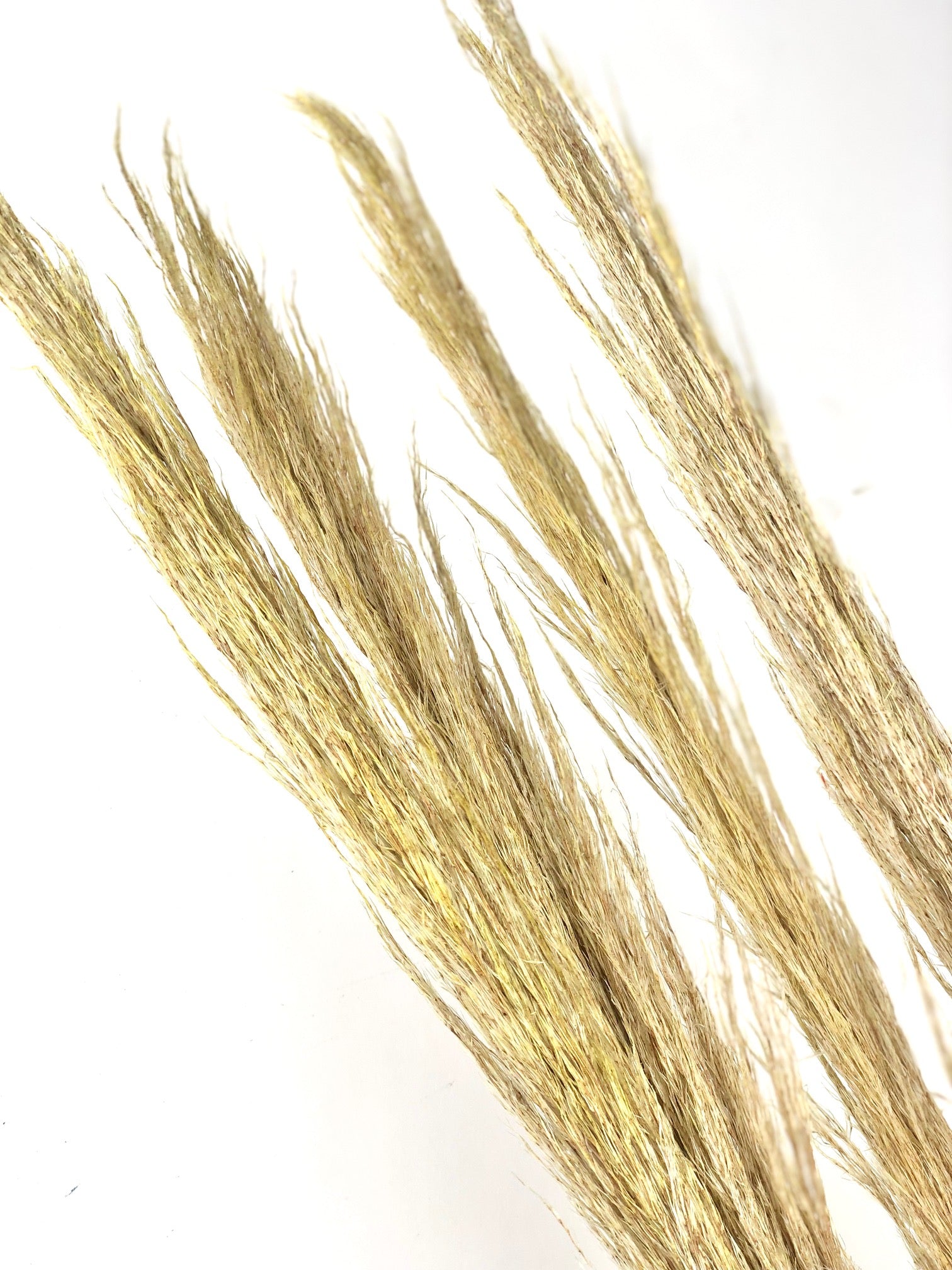 Arundo Donax getrocknet