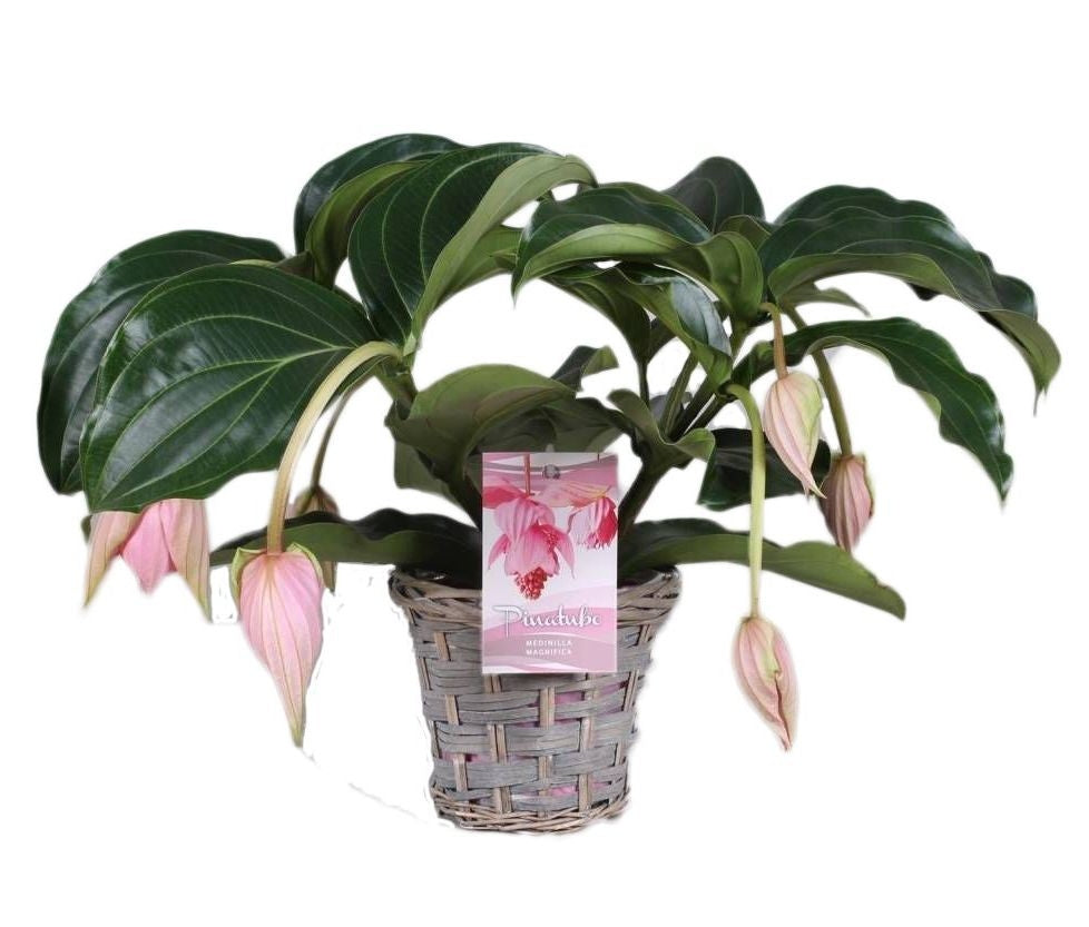 Medinilla 5 - 6 button in a wicker basket