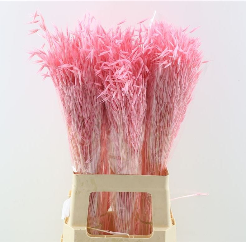 Getrocknete Hafer Avena Salvaje bleichte rosa 200 Gramm