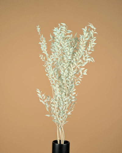 Russcus lackiert hellblau