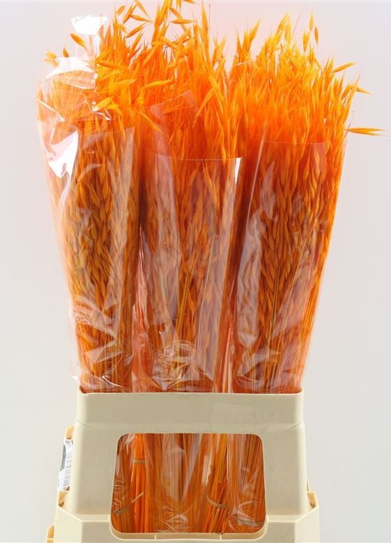 Getrocknete Hafer Avena Salvaje bleichte Orange 200 Gramm