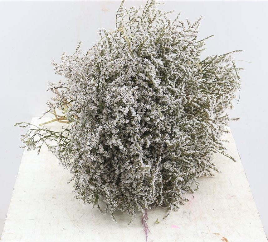 Dried Statice Tatarica White