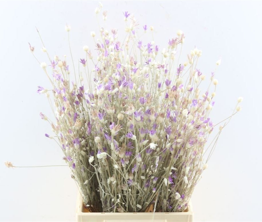 Getrocknete Depressa (Papyrus)