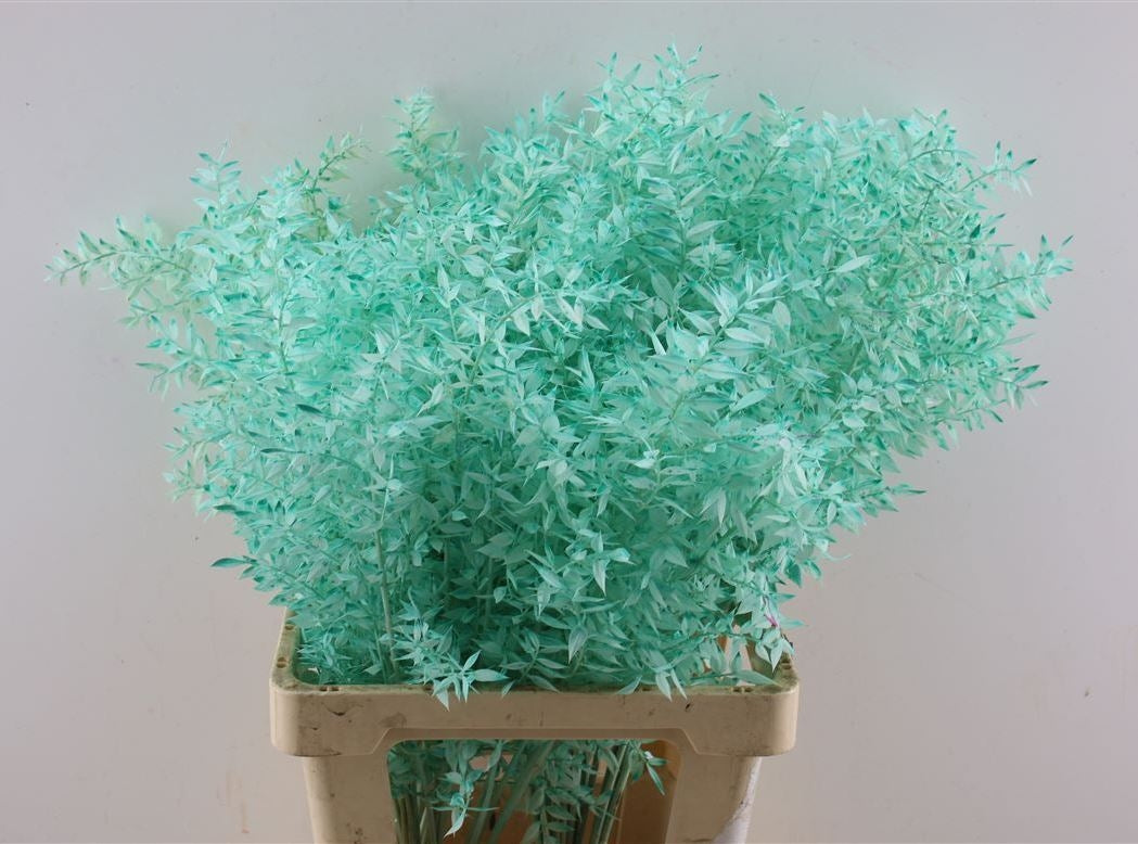 Ruscus a peint Aqua Marine