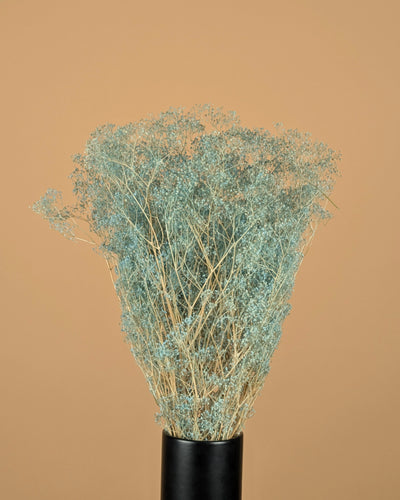 Mini Gypsophila Blue erhalten (Gypsum)