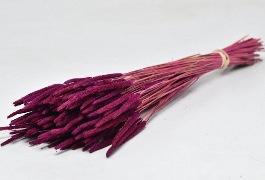 Dried Phleum Protensis Violet 150 grams