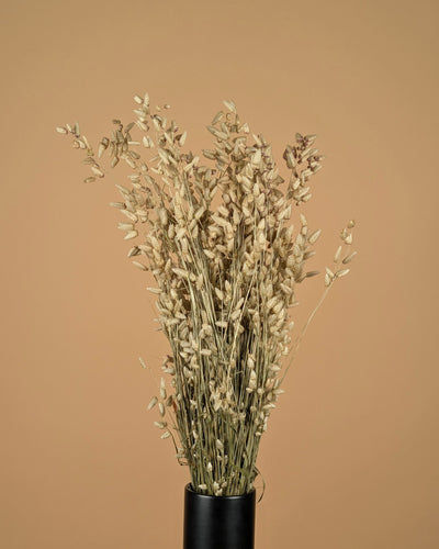 Gedroogde briza maxima – naturel