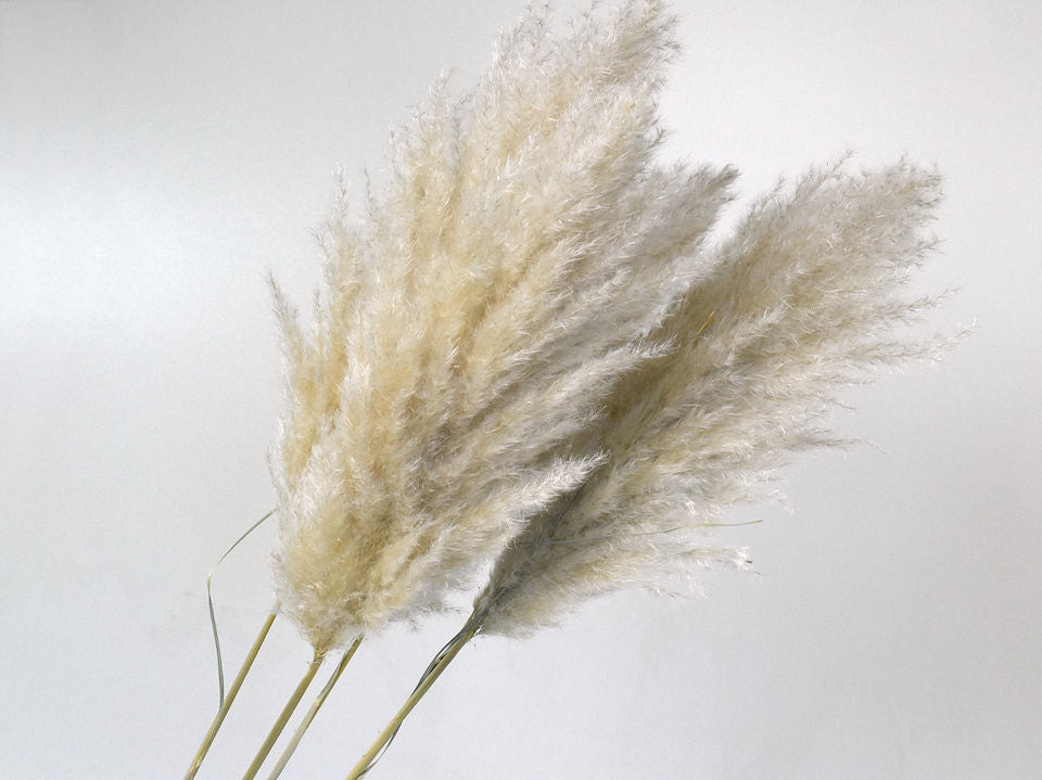 Pampas grass 110 cm