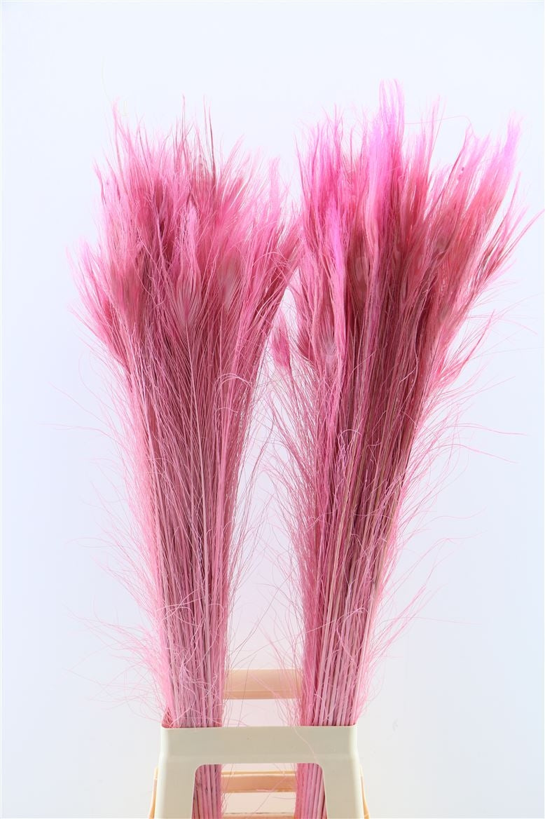 Peacock Springs mit Augenlicht rosa lang