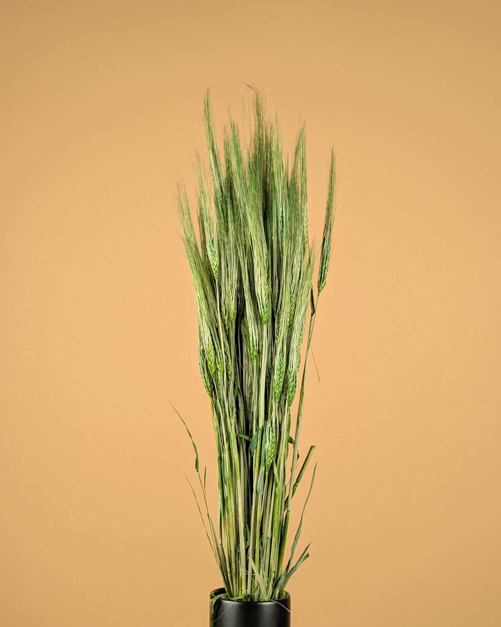 Gedroogde Gerst – groen