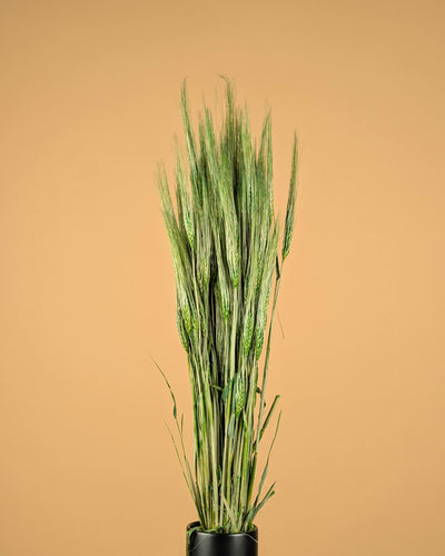 Barley green 70cm