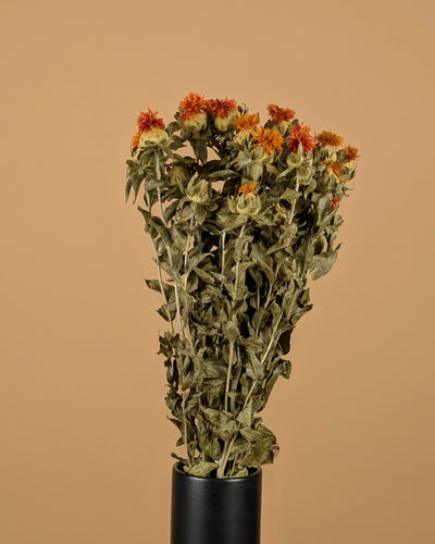 Dried Carthamus Orange