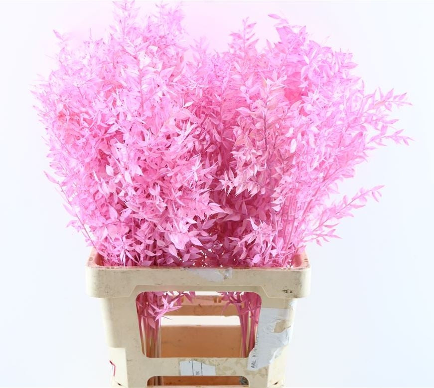 Russcus peint rose clair
