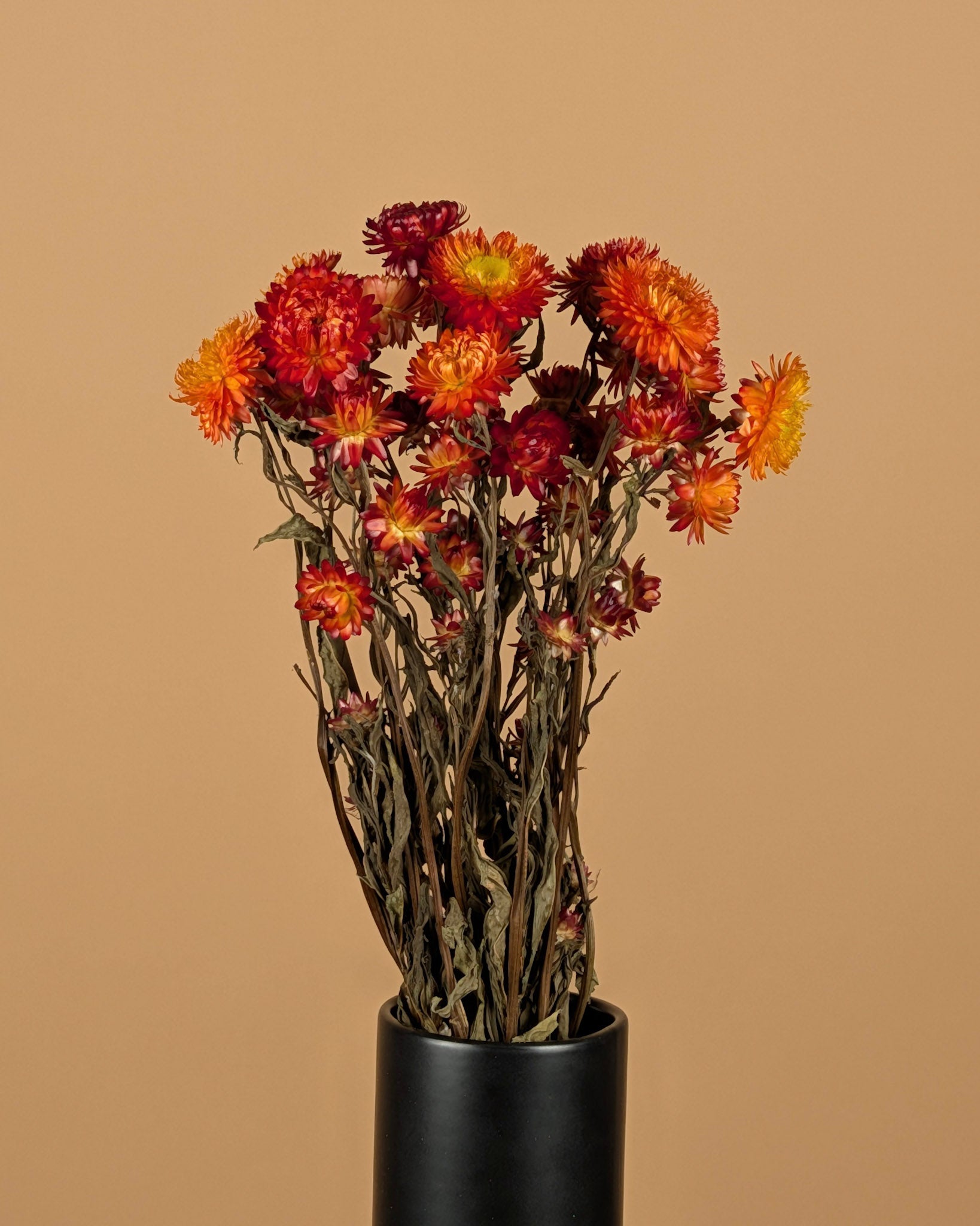 Getrocknete Helichrysum Orange Gelb
