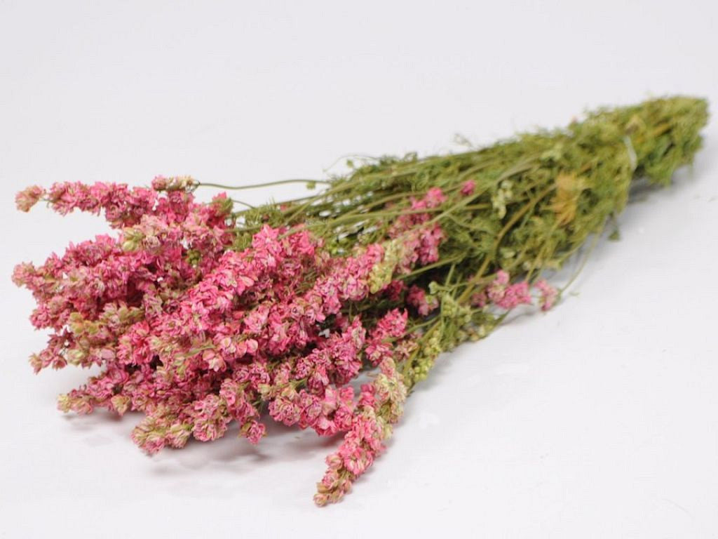 Delphinium Pink 65 cm