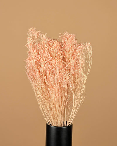 Dried broom bloom bleached light pink