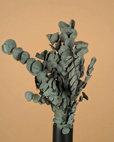 Eucalyptus cinerea préservé