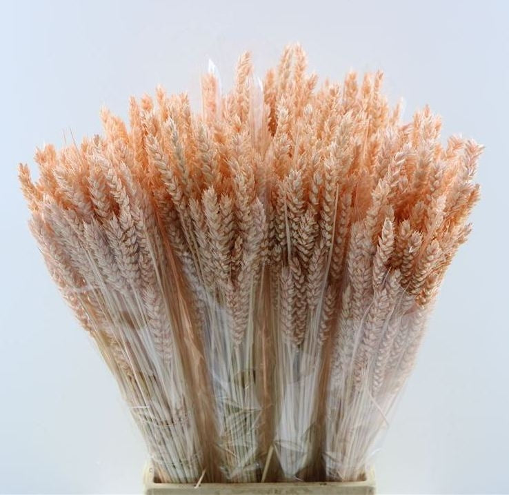 Dried wheat terra 200 grams