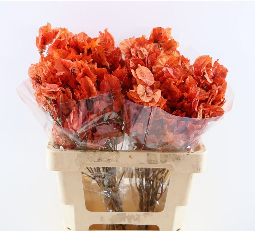 Bougainvillea blanchied orange