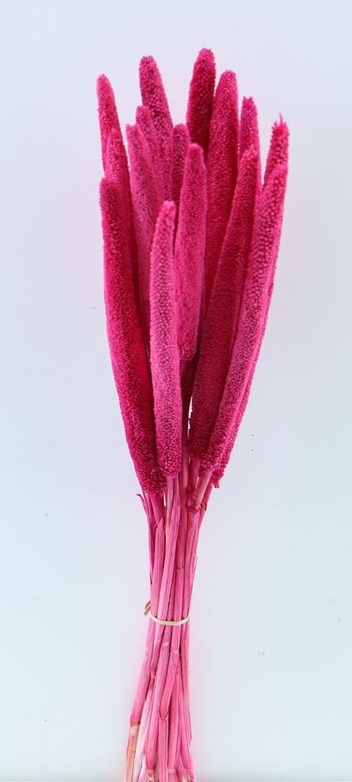 Babala cerise