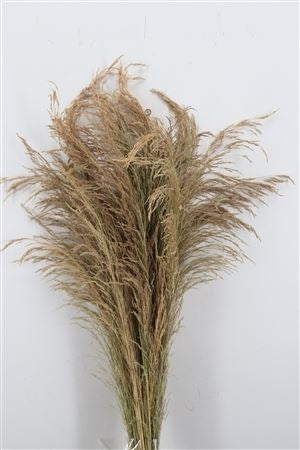 Erba grass dried